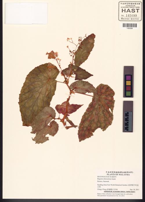 Begonia chlorosticta標本_BRCM 8509