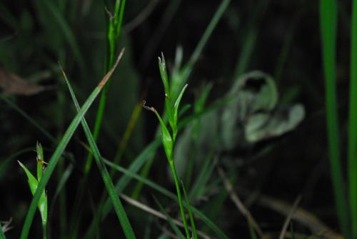 Carex-taiwanensis_2