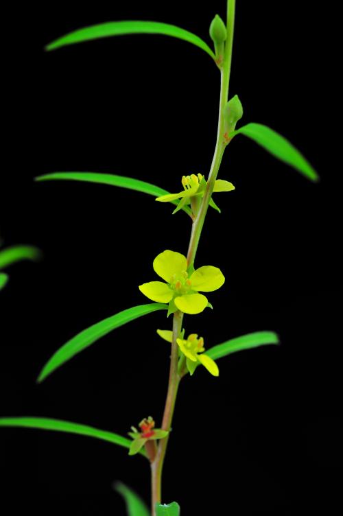 Ludwigia linearis_BRCM 3418