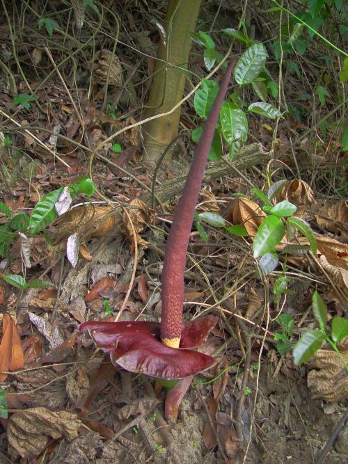 台灣魔芋