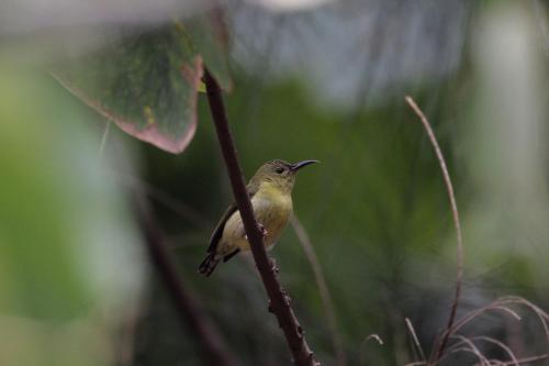 叉尾太陽鳥