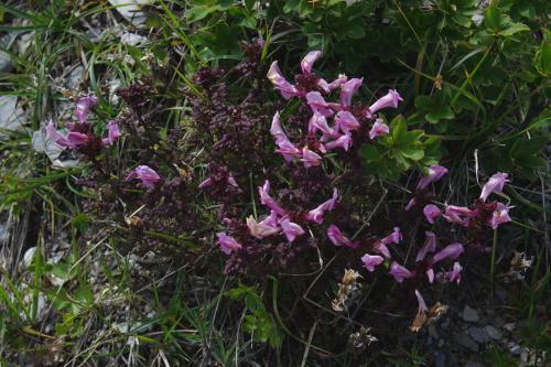 高山馬先蒿