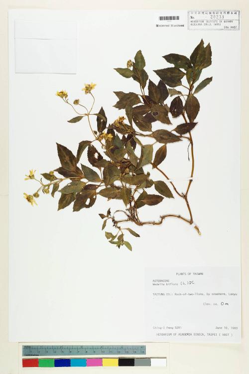 Wedelia biflora (L.) DC._標本_BRCM 6382