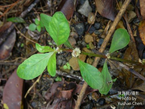 蝦鉗菜 (蓮子草 )