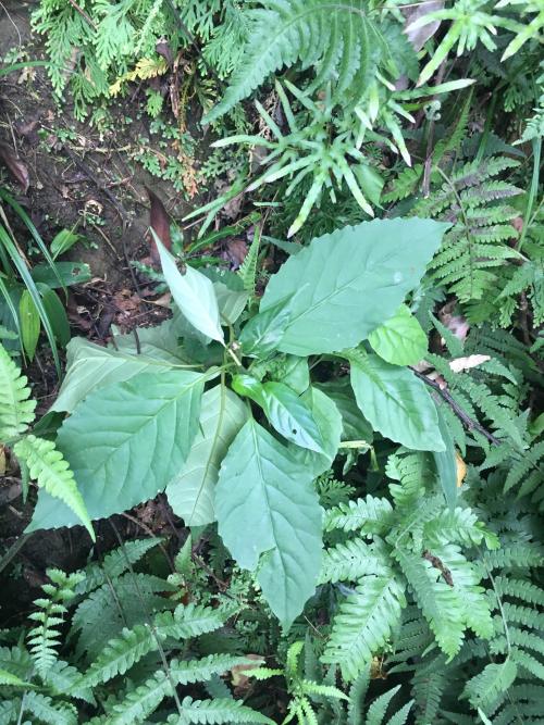 臺灣山桂花