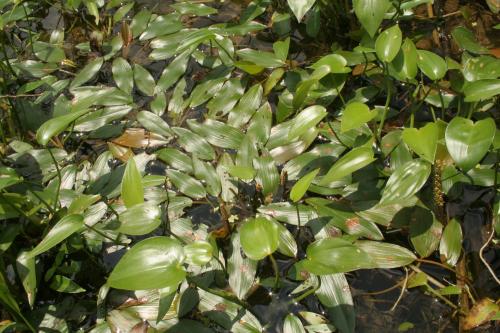異匙葉藻-Potamogetonaceae眼子菜科-眼子菜屬-Potamogeton distinctus-20080819台北雙溪鄉-單子葉-IMG_9293