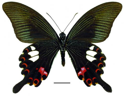 Papilio helenus helenus Fruhstorfer, 1758 白紋鳳蝶