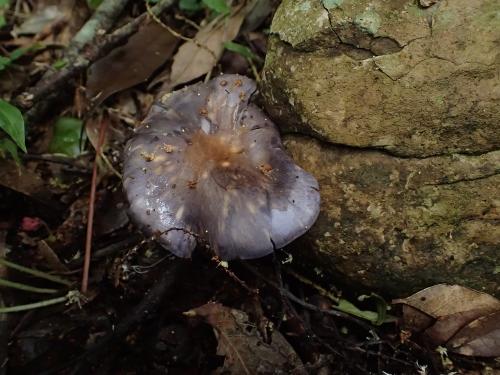 Cortinarius iodes(紫光絲膜菌)