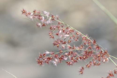 紅毛草