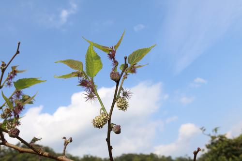 小構樹雄花與雌花