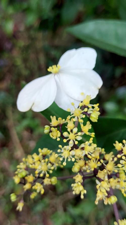 華八仙(華南分布)