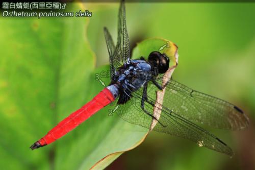 14-25 霜白蜻蜓(西里亞種)