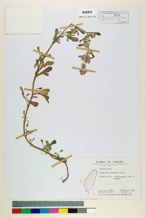 Gnaphalium purpureum L._標本_BRCM 5554