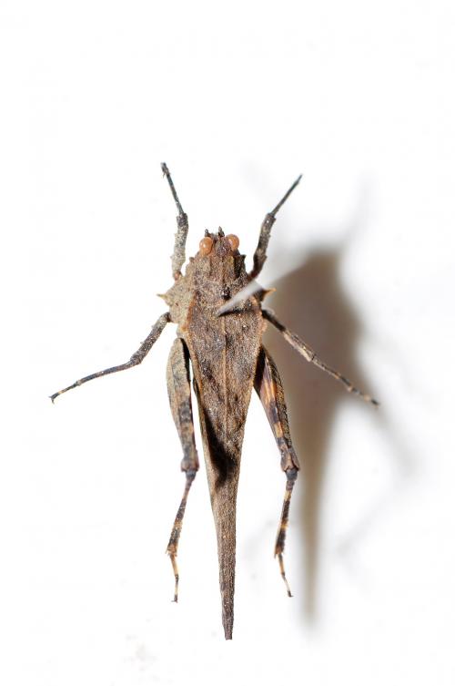 平背棘菱蝗 Eucriotettix oculatus