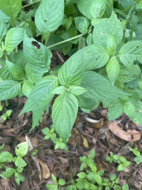 小花寬葉馬偕花