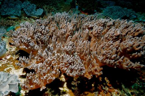 胡氏指形軟珊瑚