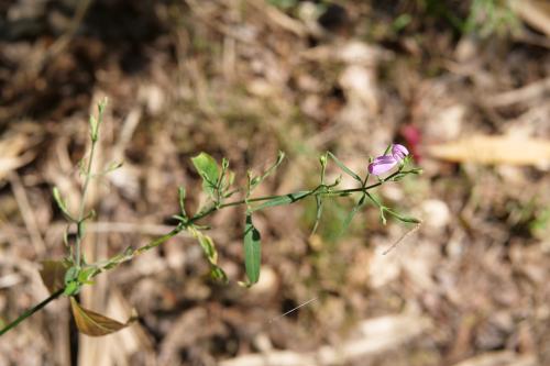 槍刀菜