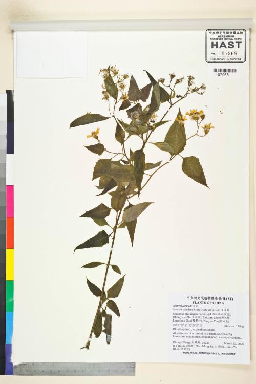 Senecio scandens Buch.-Ham. ex D. Don_標本_BRCM 5474