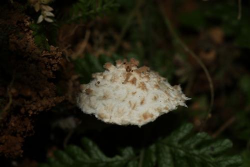 Cystolepiota Pulverulenta(粉柄囊小傘)