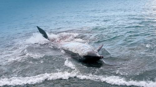 2009年蘭嶼擱淺的活體朗氏喙鯨