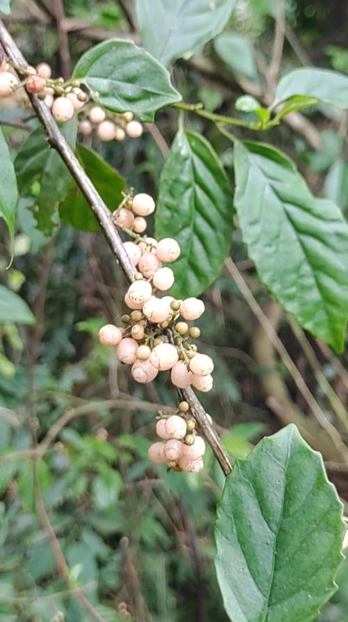 臺灣山桂花