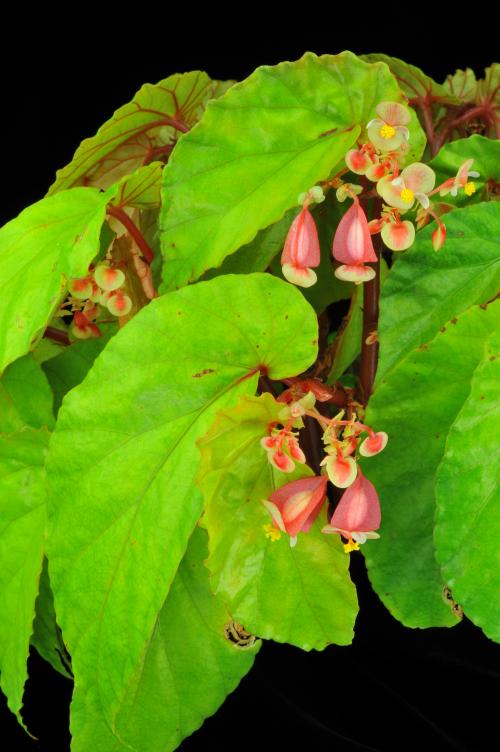 Begonia cucphuongensis H.Q.Nguyen & Tebbitt