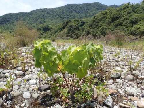 牧野氏山芙蓉