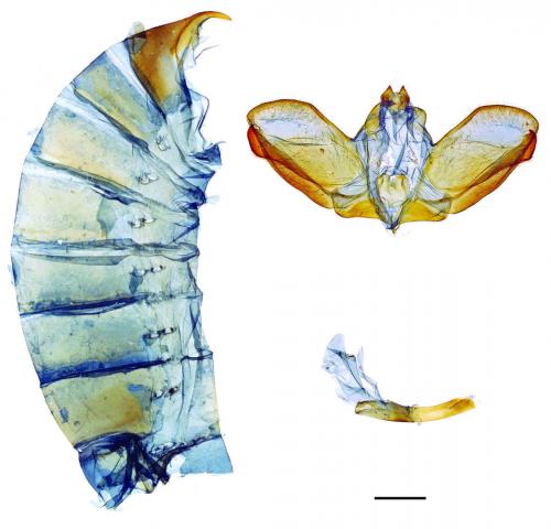 Papilio dialis tatsuta Murayama, 1970 穹翠鳳蝶