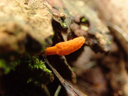 Cordyceps formosana(台灣蟲草)