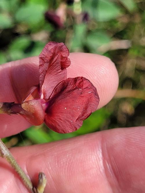 大翼豆 (長序菜豆)