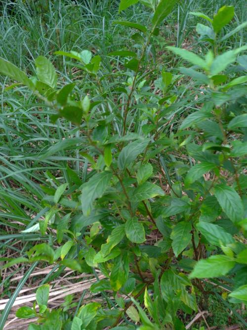 臺灣山桂花