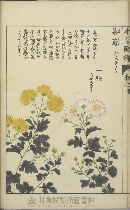 茶菊