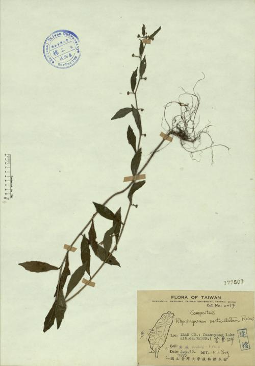 Rhynchospermum verticillatum Reinw._標本_BRCM 4347