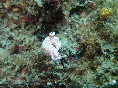 P5250087Hypselodoris whitei