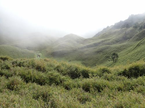 玉山箭竹