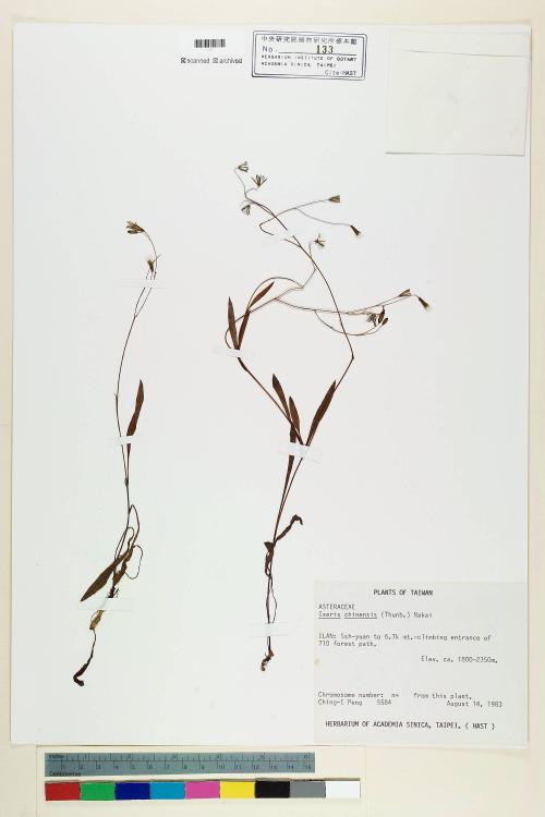 Ixeris chinensis (Thunb.) Nakai_標本_BRCM 6415