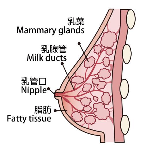 哺乳類特徵-乳腺