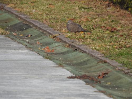 珠頸斑鳩