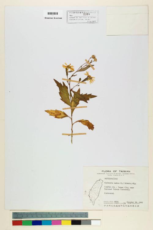 Kalimeris indica (L.) Sch. Bip._標本_BRCM 6458