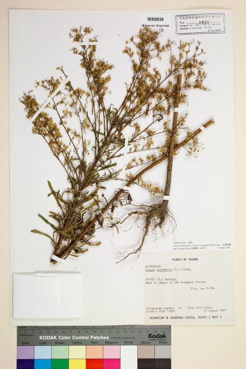 Conyza canadensis (L.) Cronq. var. pusilla (Nutt.) Cronq._標本_BRCM 7022