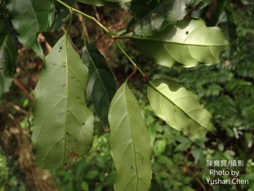 小花鼠刺