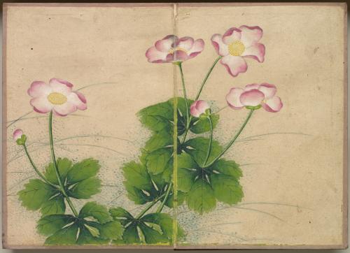 Desk Album: Flower and Bird Paintings (mallow flowers)