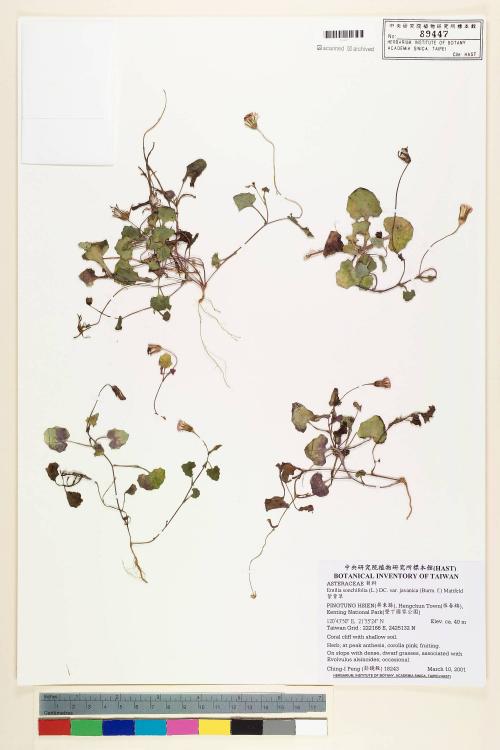Emilia sonchifolia var. javanica (Burm. f.) Mattf._標本_BRCM 5238