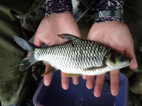 黃鰭武昌魚