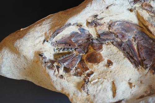 恆春四溝的更新世真鯛化石標本