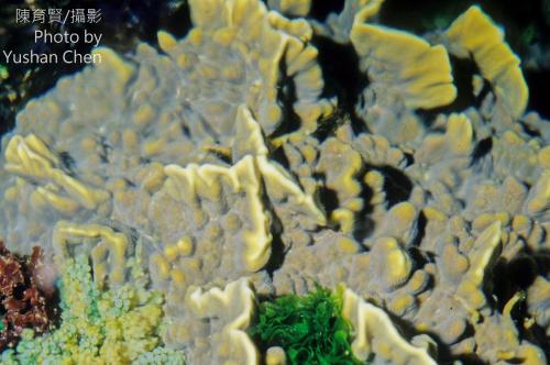 板葉千孔珊瑚 