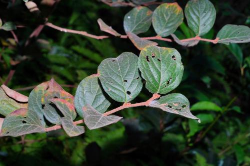 臺灣野茉莉