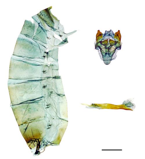 Pachliopta aristolochiae interposita (Fruhstorfer, 1904) 紅珠鳳蝶