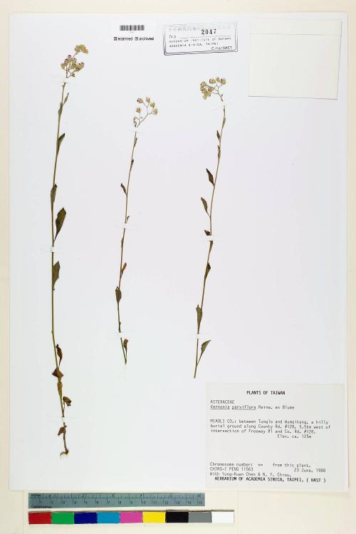 Vernonia parviflora Reinw. ex Blume_標本_BRCM 5132