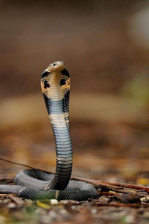 眼鏡蛇-幼蛇花蓮 (1)
